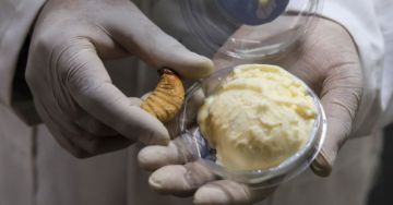 Universidad boliviana prueba harina de larvas de escarabajo para enriquecer alimentos
