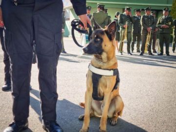Oficial canino