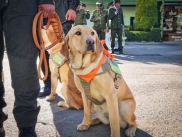 Oficial canino