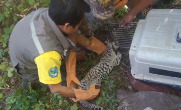 Santa Cruz: Rescatan a cría de Leopardo amazónico en zona urbana de Puerto Suárez