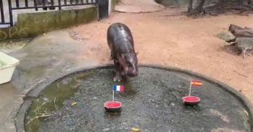 Moo Deng, el hipopótamo viral tailandés que predice el final del mundial 2026
