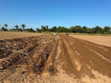 Iniaf inicia implementación de una nueva variedad de caña de azúcar en Santa Cruz