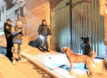 Zoonosis notifica a 280 personas por abandonar a sus mascotas