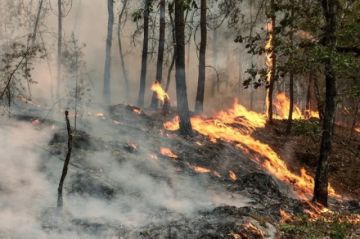 Dos grandes incendios avanzan en Francia, con 20.000 personas evacuadas cerca de Burdeos
