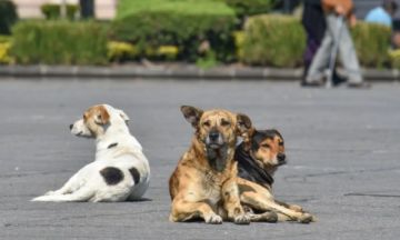 Hoy se recuerda el día mundial de ayuda al perrito callejero