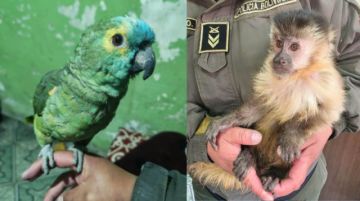 Pofoma rescata un loro silvestre y un mono capuchino en Potosí