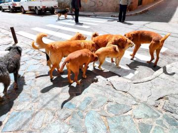 Sedes reporta que 1.051 personas fueron mordidas por perros a la fecha