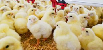 Reportan que disminuyó la producción de pollo