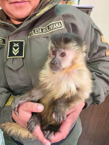 Pofoma pone bajo resguardo a un mono capuchino hallado en el Cerro Rico de Potosí
