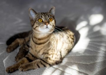 Hoy se recuerda el día internacional del gato