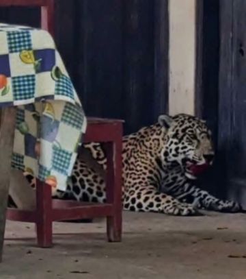 Beni: Reportan deceso de jaguar tras ingresar a una vivienda en Guayaramerín
