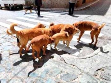 Sedes reporta que 1.118 personas fueron mordidas por perros a la fecha