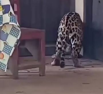Caso Jaguar en Guayaramerín: Tribunal Agroambiental exige una investigación exhaustiva