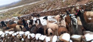 Reportan daños en varias comunidades de Uyuni debido a la Nevada