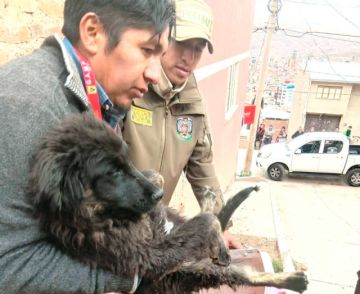 Zoonosis descarta zoofilia y mutilación tras rescate de una perrita