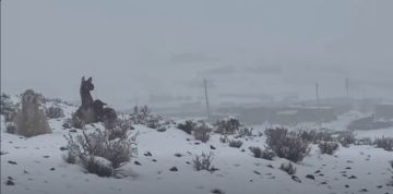 Potosí: Al menos 4.499 familias afectadas en 11 municipios por intensas nevadas