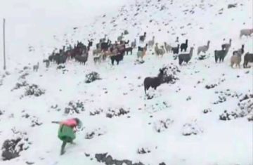 Nieve cerca al sudoeste y amenaza con provocar una masiva mortandad