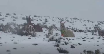 Reportan que nevadas alcanzaron hasta 30 cm de espesor y afectan al ganado