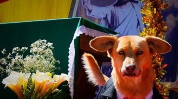 La Paz y El Alto celebran a las mascotas por San Roque