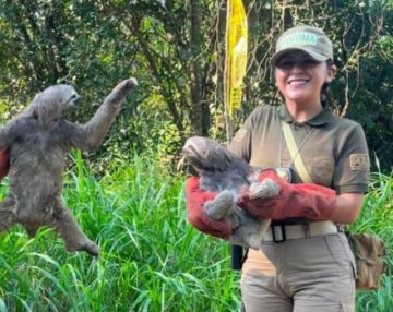 Beni: Cuatro osos perezosos son liberados en área protegida de Trinidad tras ser rescatados