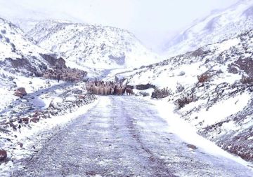 Nieve acorrala al ganado y  amenaza con mortandad  masiva en el sudoeste