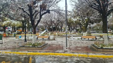 Oruro: Mujer fallece  tras caerle un árbol por el peso de la nieve