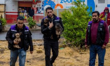 Cochabamba: rescatan a más de 30 perros tras denuncia de criadero clandestino