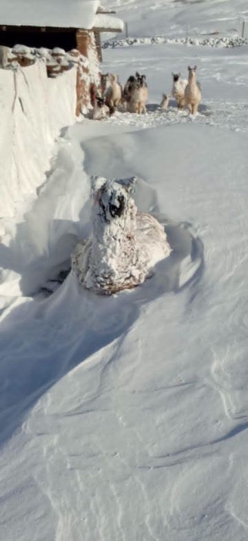 Emergencia por nevadas: hay más de 323 comunidades afectadas en Potosí