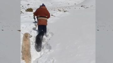 Reportan al menos 600 damnificados y 2.400 afectados por nevadas en Tomave