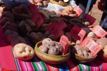 Investigación busca en papas nativas una defensa genética contra sequías y heladas