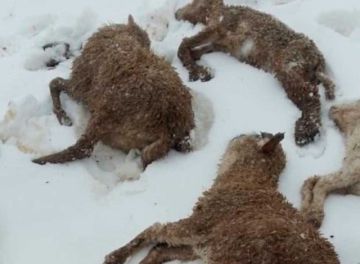 Nevada causa mortandad  de crías de oveja en Macha