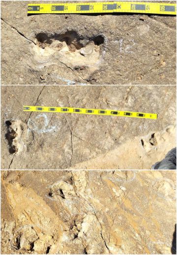 Toro Toro amplía patrimonio paleontológico al hallar huellas de tortuga del cretácico