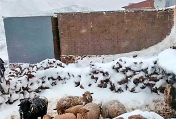 Nevadas dejan más de 82 mil familias  afectadas en Bolivia