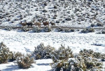 La nieve cayó en 78 comunidades de 20 municipios de Potosí
