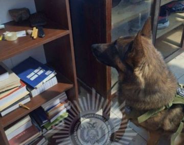 Detectan ocho paquetes de marihuana durante allanamiento en Villazón