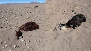 Oruro: Reportan más de 30 camélidos y viviendas sepultadas a causa de los vientos y nevadas