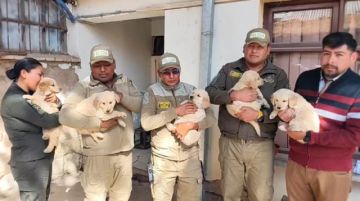 Oruro: Cinco cachorros Golden Retriever rescatados se suman a las filas de la Policía