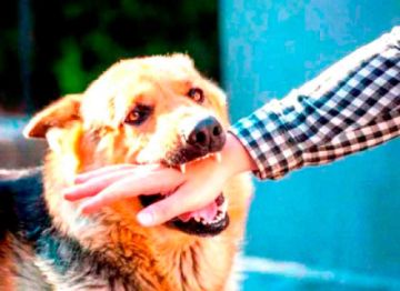 Sedes reporta 1.240 personas mordidas por perros a la fecha en Potosí