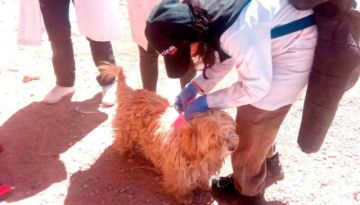 Cerca de 1.000 canes fueron esterilizados por Zoonosis