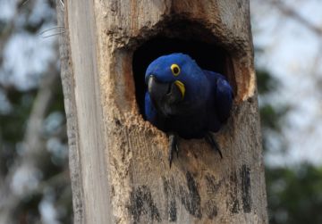 Santa Cruz: Dos pichones de paraba azul nacen en el Pantanal boliviano