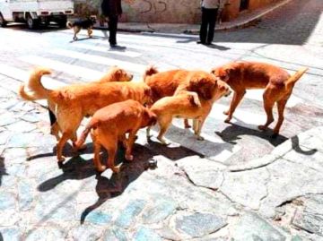 Sedes atendió 1.240 casos de mordeduras de perros