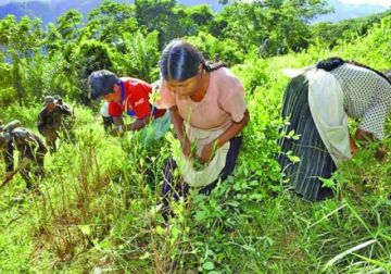 Cultivos de coca en Bolivia llegan a 36.400 hectáreas