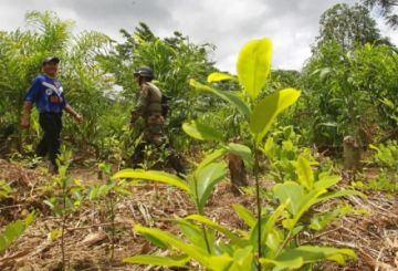 Gobierno implementará programas y acuerdos internacionales para reducir cultivos de coca