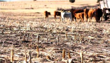 Potosí se encamina a una sequía extrema por impacto de “El Niño”