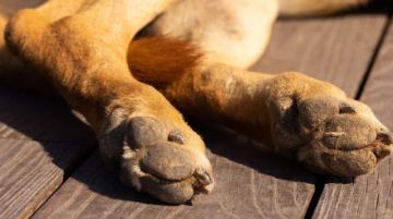 La Paz: Investigan el caso del fallecimiento de la perrita Choca en la zona El Rosal y Manzanani