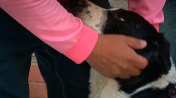 Dos cachorros sobrevivieron a las explosiones de Viacha y ahora buscan una familia