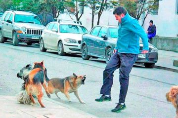 Sedes reporta más de 1.300 personas expuestas a mordeduras de perros