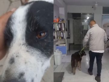 Bicho y Bolívar dos perros sobrevivientes del incidente en Viacha buscan hogar