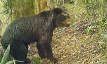 Suspenden audiencia por el caso del oso jucumari