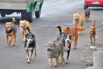 Perros con síntomas de rabia desatan alarma en zonas de la ciudad de Potosí